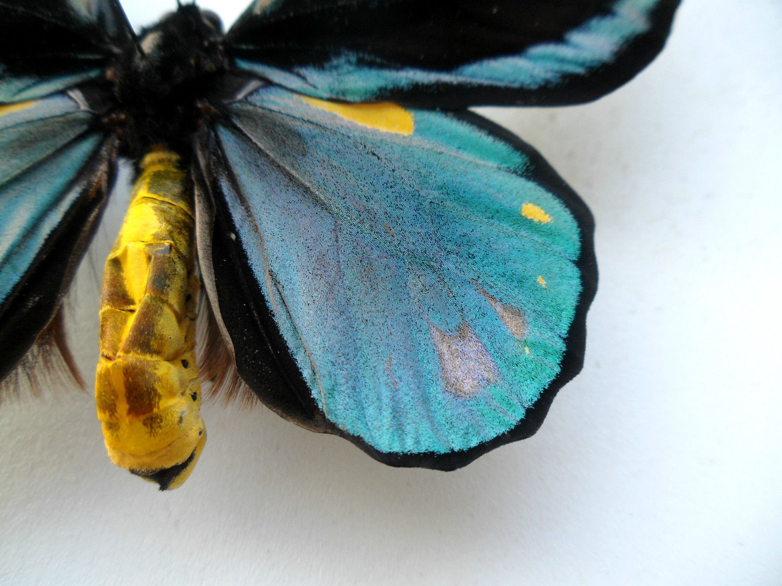 ORNITHOPTERA AESACUS MOSAIC GYNANDROMORPH 4 (Internet Image property of respective owner, non-commercial use only)